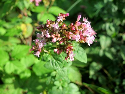 Oregano (Origanum vulgare) in der Schwetzinger Hardt