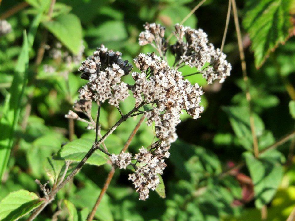 Oregano (Origanum vulgare) an einem Randstreifen der B36 bei Hockenheim