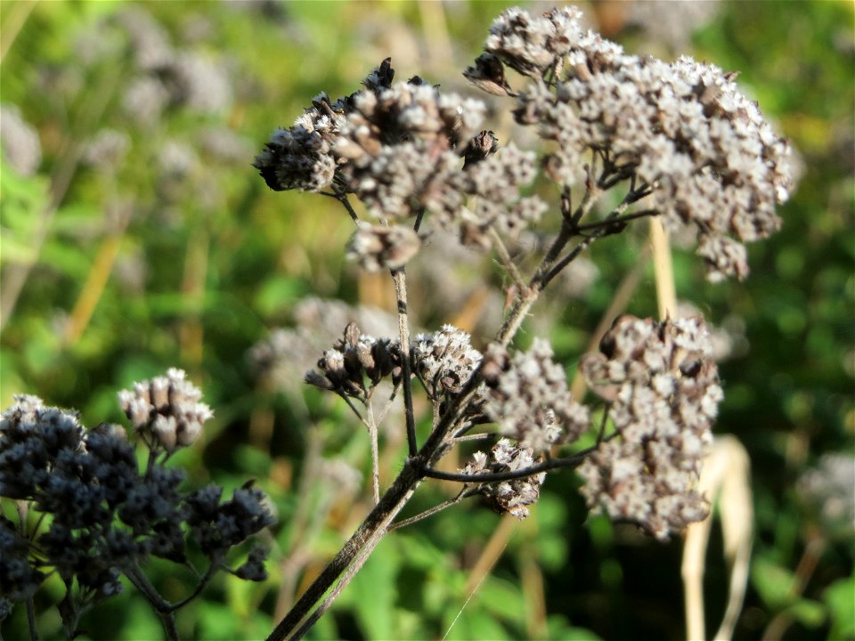 Oregano (Origanum vulgare) an einem Randstreifen der B36 bei Hockenheim