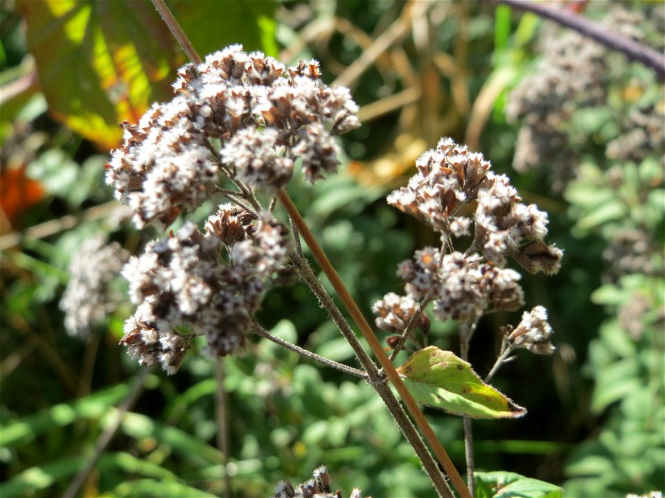 Oregano (Origanum vulgare) an einem Randstreifen der B36 bei Hockenheim