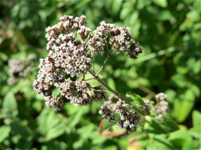 Oregano (Origanum vulgare) an einem Randstreifen der B36 bei Hockenheim