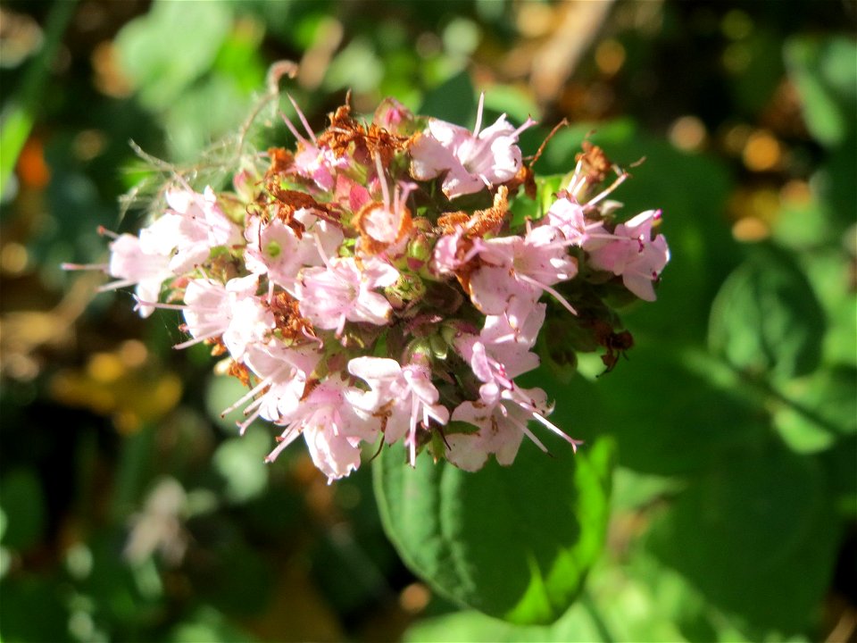 Oregano (Origanum vulgare) an der A620 in Sankt Arnual