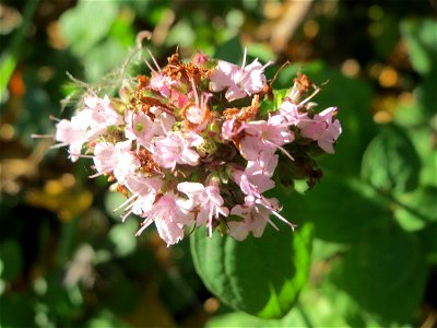 Oregano (Origanum vulgare) an der A620 in Sankt Arnual