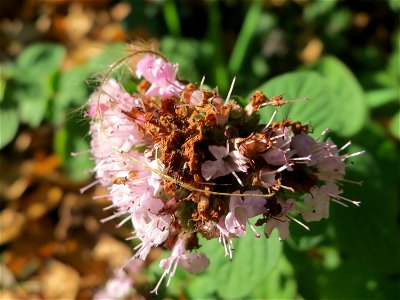 Oregano (Origanum vulgare) an der A620 in Sankt Arnual