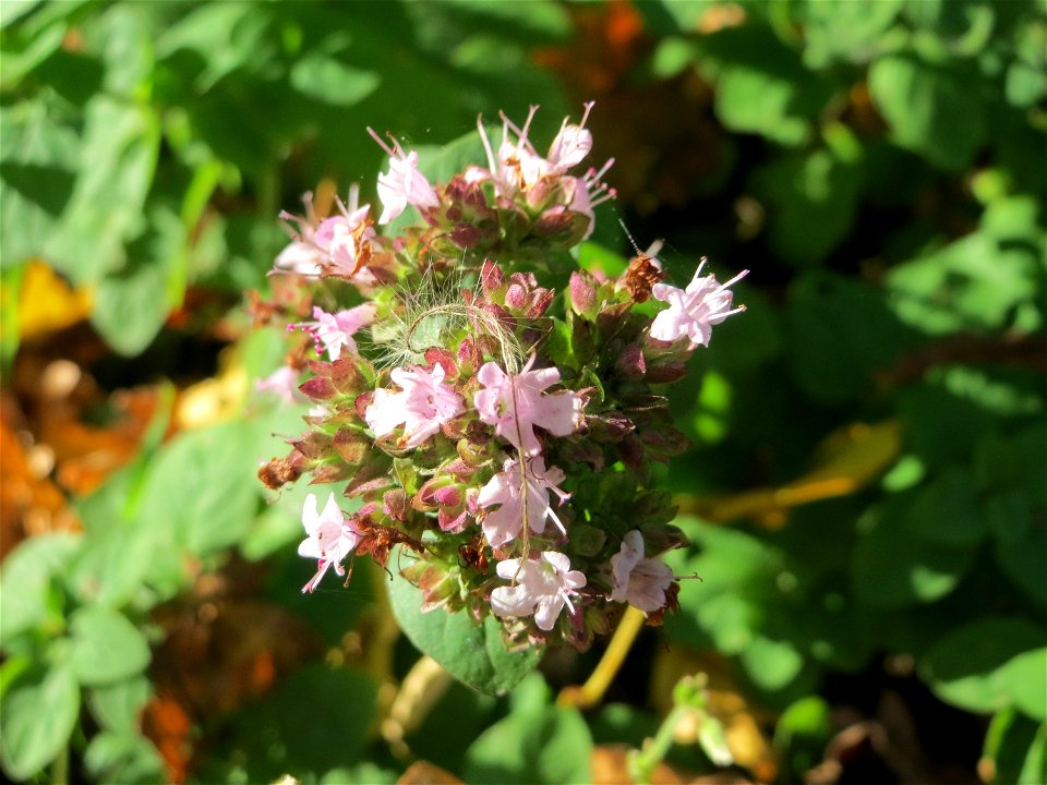 Oregano (Origanum vulgare) an der A620 in Sankt Arnual
