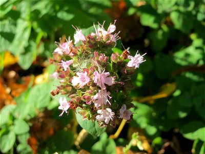 Oregano (Origanum vulgare) an der A620 in Sankt Arnual