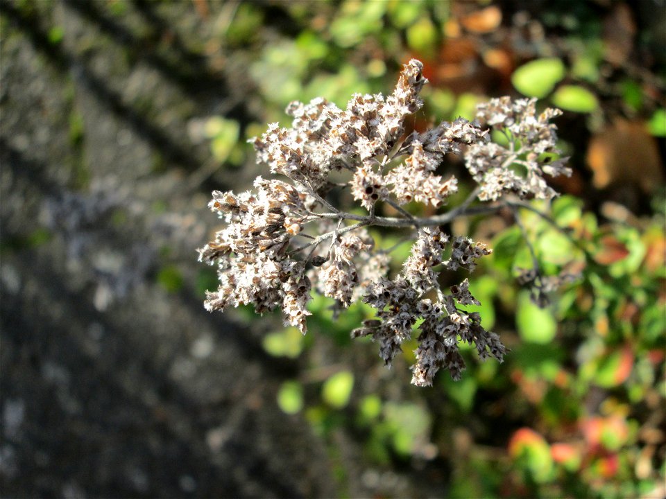 Oregano (Origanum vulgare) in Hockenheim