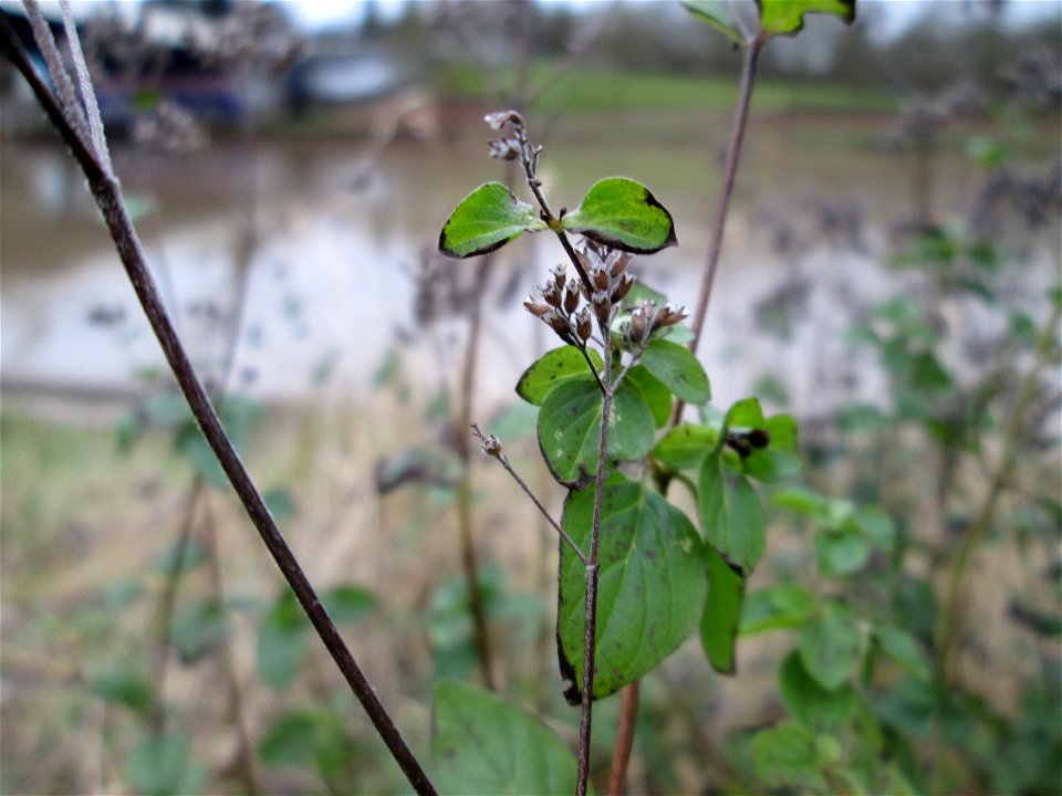 Oregano (Origanum vulgare) an der Saar in Saarbrücken
