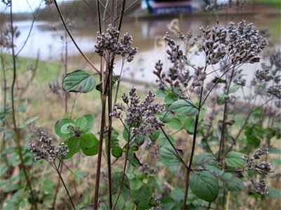 Oregano (Origanum vulgare) an der Saar in Saarbrücken