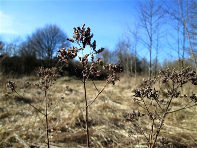 Mumienbotanik: Oregano (Origanum vulgare) im Naturschutzgebiet „St. Arnualer Wiesen“