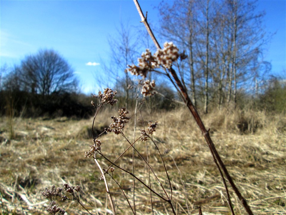 Mumienbotanik: Oregano (Origanum vulgare) im Naturschutzgebiet „St. Arnualer Wiesen“