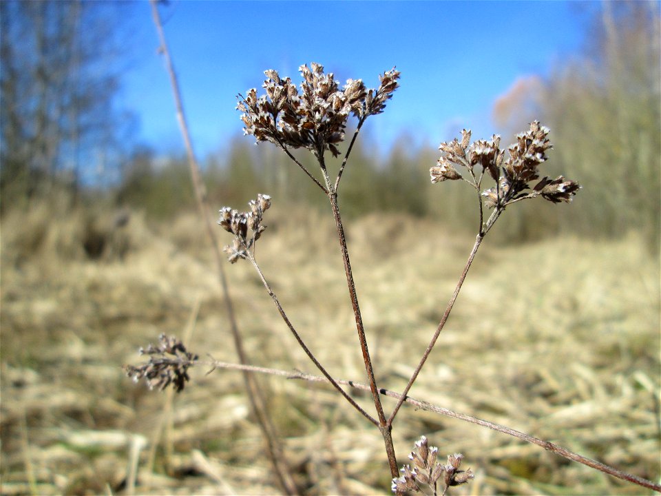 Mumienbotanik: Oregano (Origanum vulgare) im Naturschutzgebiet „St. Arnualer Wiesen“