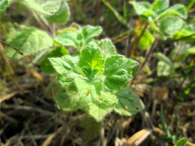 Oregano (Origanum vulgare) in der Schwetzinger Hardt