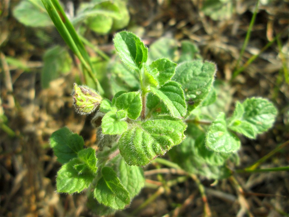 Oregano (Origanum vulgare) in der Schwetzinger Hardt