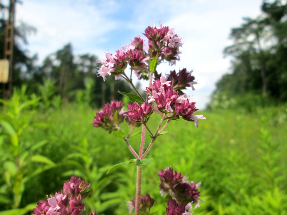 Oregano (Origanum vulgare) an einer kleinen Binnendüne am Randstreifen der Rheinbahn in der Schwetzinger Hardt