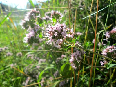 Oregano (Origanum vulgare) an der Saar in Saarbrücken