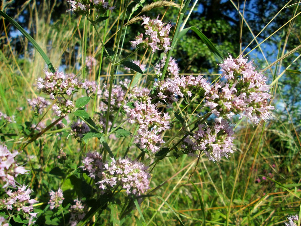 Oregano (Origanum vulgare) an der Saar in Saarbrücken