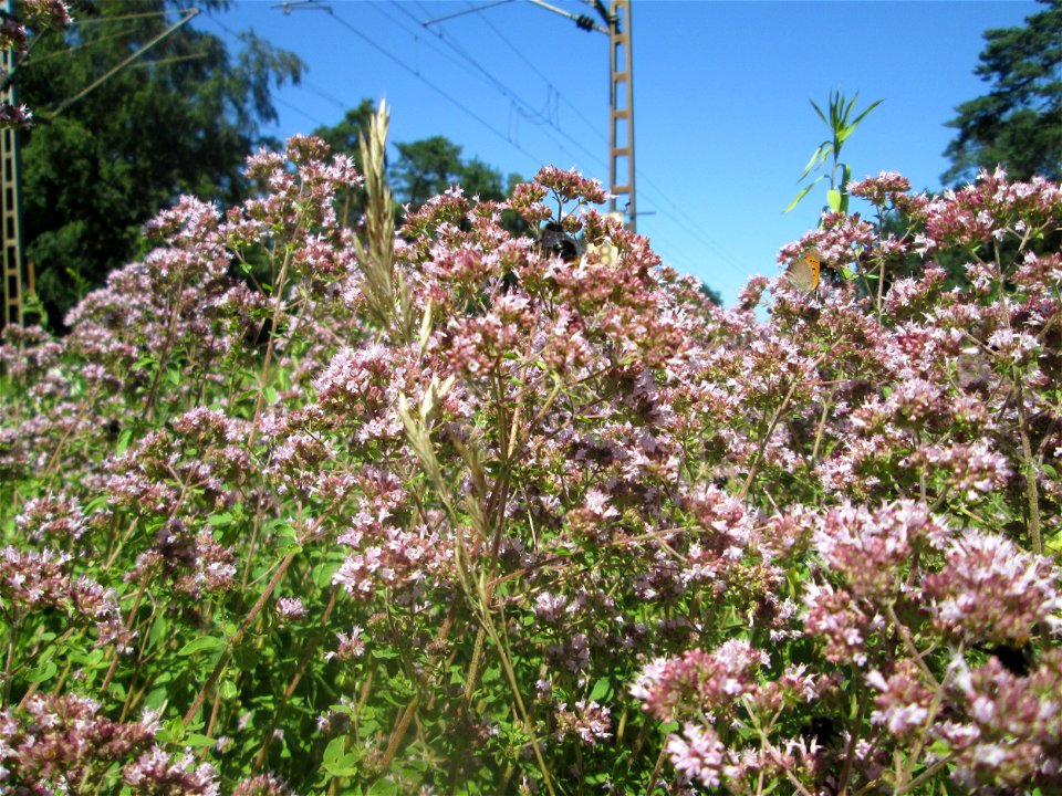 Oregano (Origanum vulgare) an einer kleinen Binnendüne am Randstreifen der Rheinbahn in der Schwetzinger Hardt