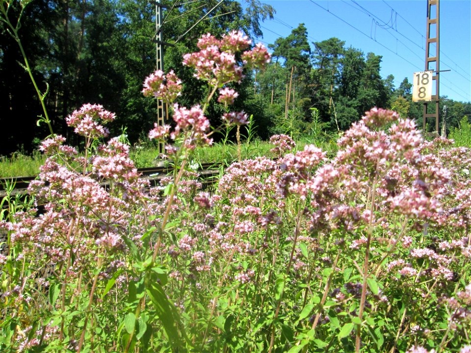 Oregano (Origanum vulgare) an einer kleinen Binnendüne am Randstreifen der Rheinbahn in der Schwetzinger Hardt