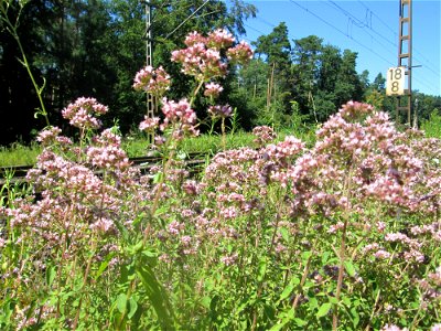 Oregano (Origanum vulgare) an einer kleinen Binnendüne am Randstreifen der Rheinbahn in der Schwetzinger Hardt