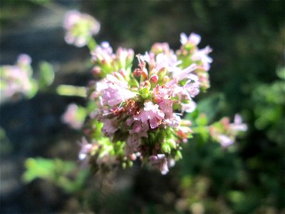 Oregano (Origanum vulgare) in der Schwetzinger Hardt