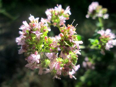 Oregano (Origanum vulgare) in der Schwetzinger Hardt