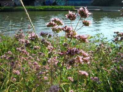 Oregano (Origanum vulgare) an der Saar in Saarbrücken