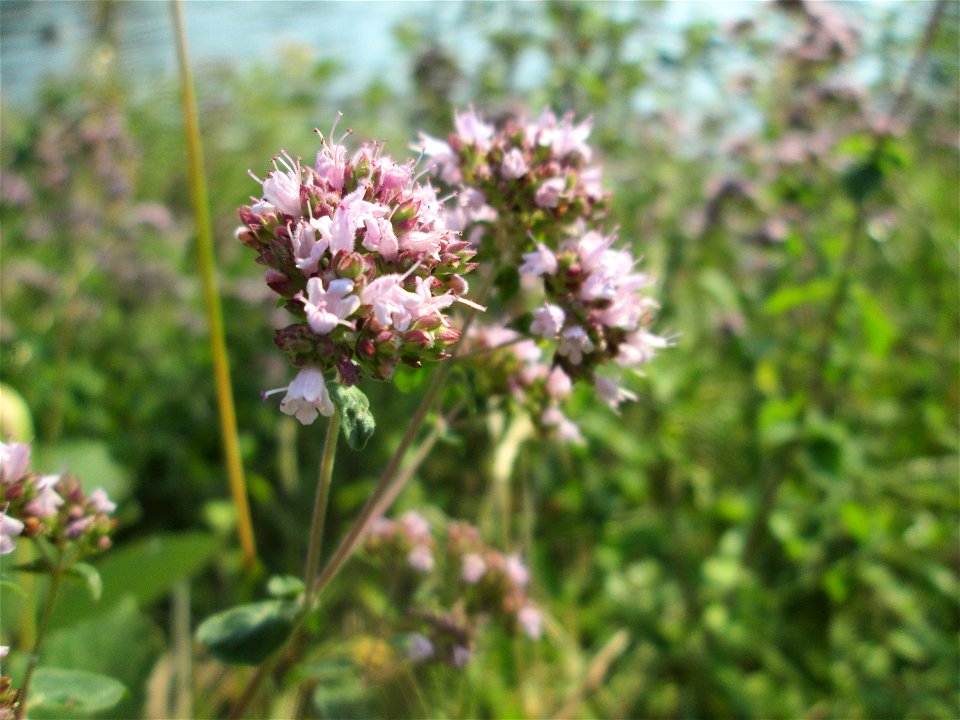 Oregano (Origanum vulgare) an der Saar in Saarbrücken