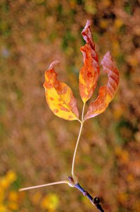 Nature colorful warm