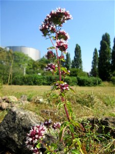 Oregano (Origanum vulgare) im Bürgerpark Saarbrücken