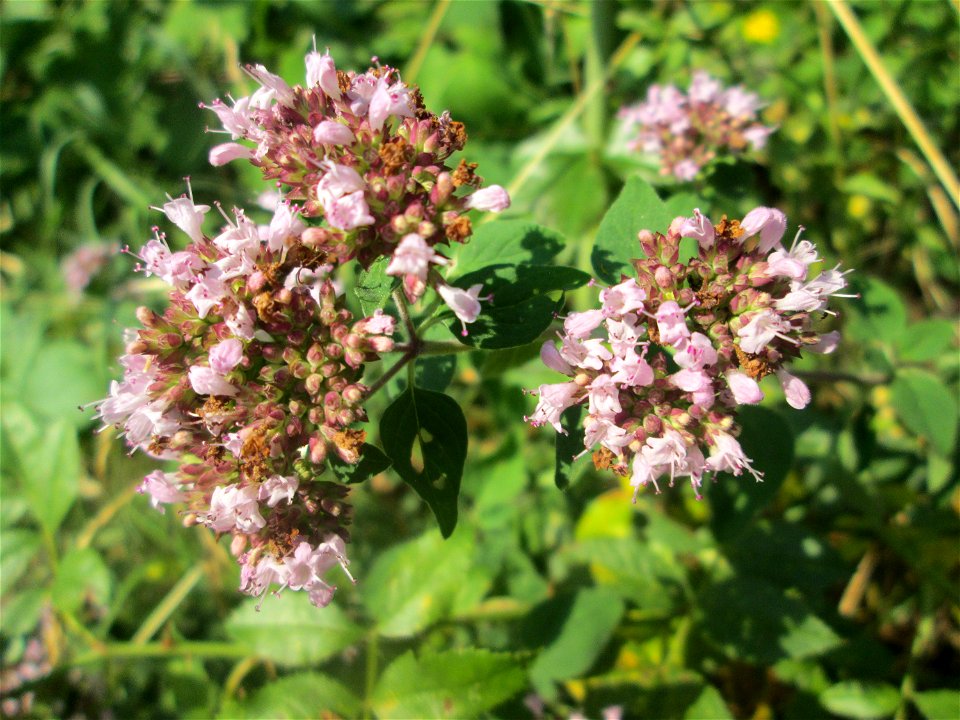 Oregano (Origanum vulgare) im Bürgerpark Saarbrücken