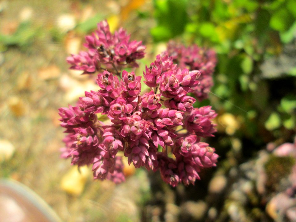 Oregano (Origanum vulgare) im Bürgerpark Saarbrücken