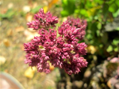 Oregano (Origanum vulgare) im Bürgerpark Saarbrücken photo