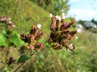 Oregano (Origanum vulgare) in Auersmacher