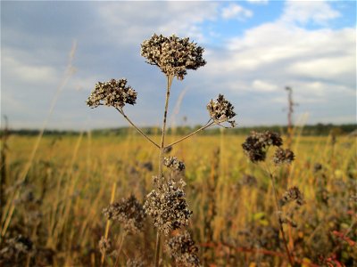 Oregano (Origanum vulgare) im Naturschutzgebiet Wagbachniederung