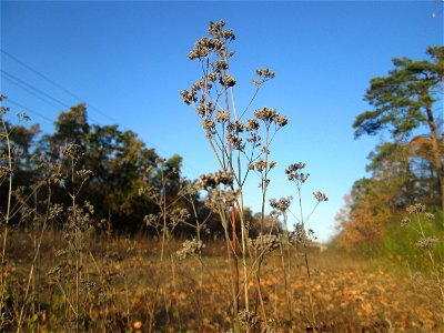 Oregano (Origanum vulgare) im Schwetzinger Hardt - an der Bahnstrecke Mannheim-Karlsruhe findet sich ein kleines Sandmagerrasen-Biotop mit typischer Binnendünen-Vegetation
