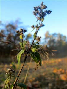 Oregano (Origanum vulgare) im Schwetzinger Hardt - an der Bahnstrecke Mannheim-Karlsruhe findet sich ein kleines Sandmagerrasen-Biotop mit typischer Binnendünen-Vegetation
