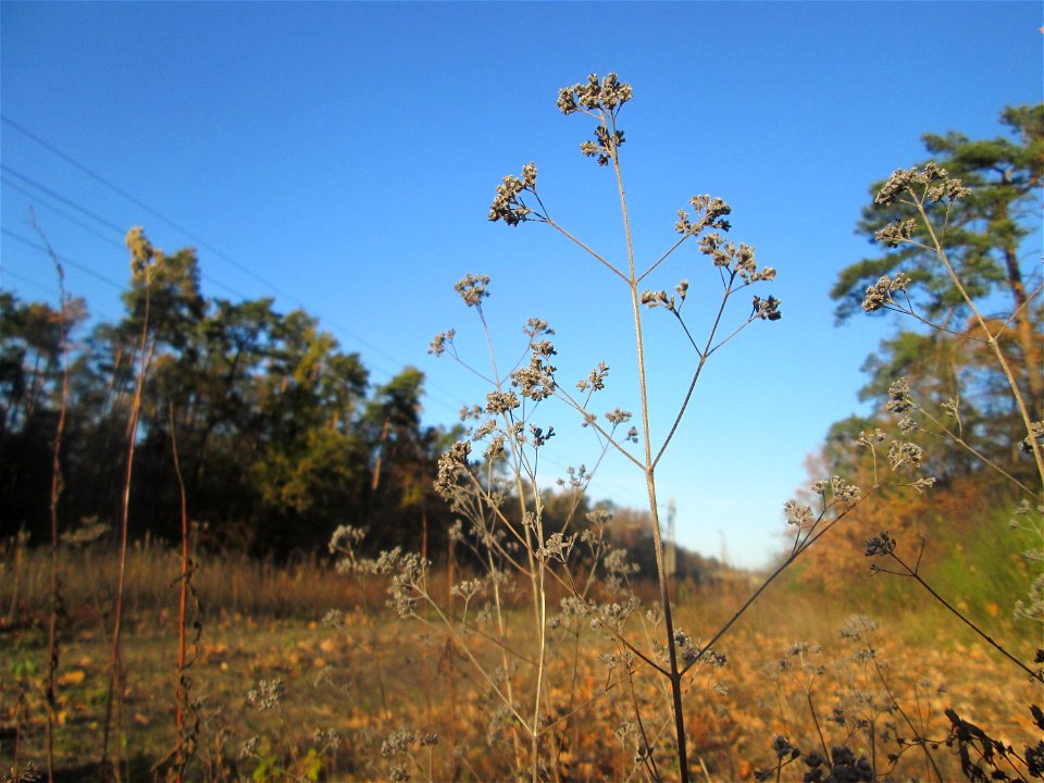 Oregano (Origanum vulgare) im Schwetzinger Hardt - an der Bahnstrecke Mannheim-Karlsruhe findet sich ein kleines Sandmagerrasen-Biotop mit typischer Binnendünen-Vegetation