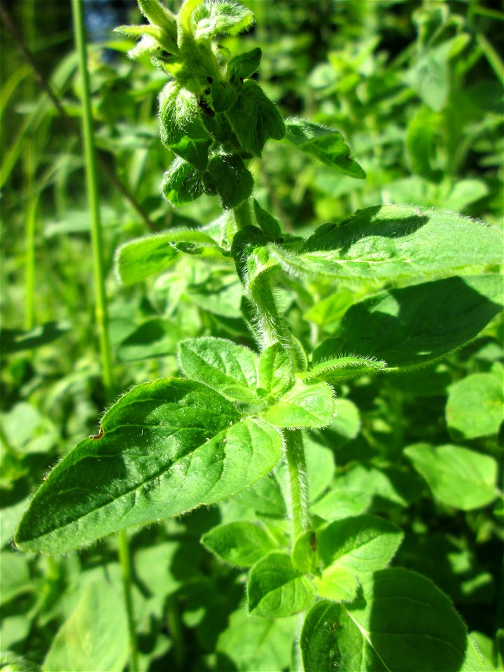 Oregano (Origanum vulgare) im Naturschutzgebiet "St. Arnualer Wiesen"