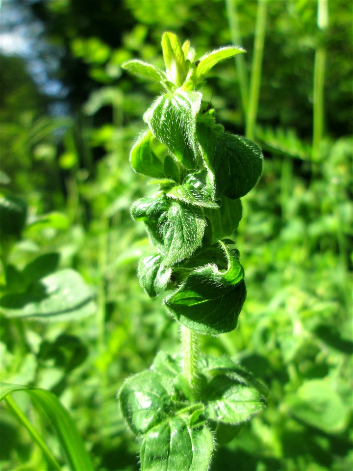Oregano (Origanum vulgare) im Naturschutzgebiet "St. Arnualer Wiesen"