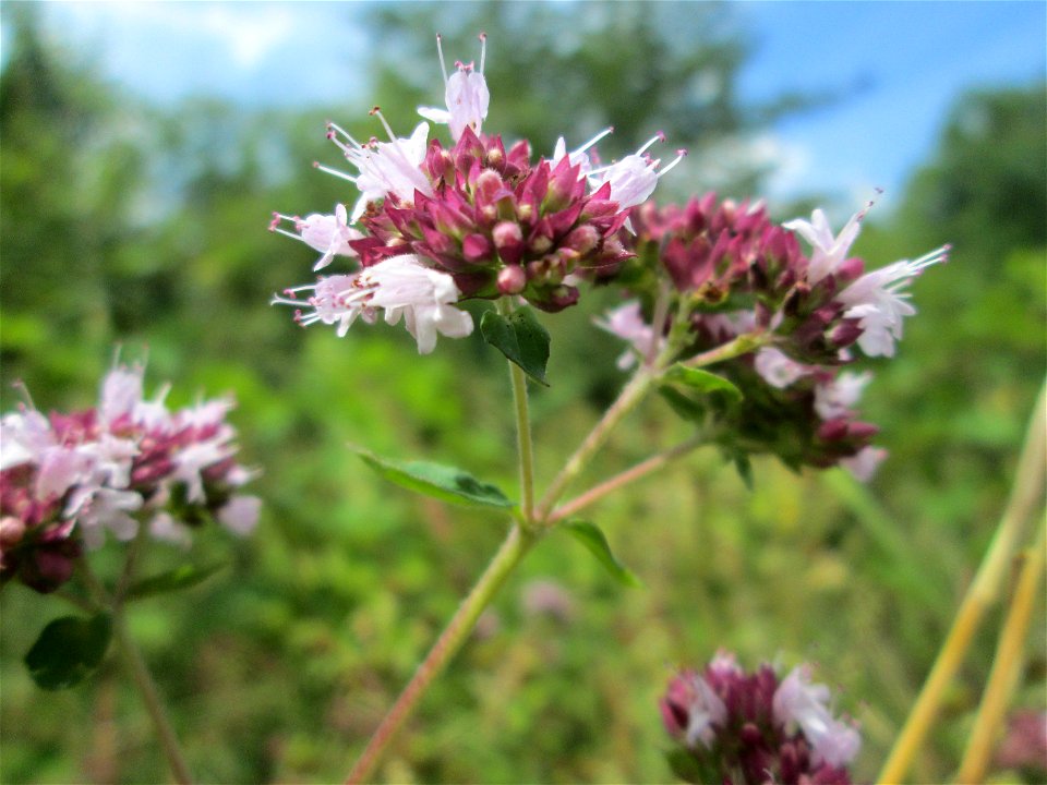 Oregano (Origanum vulgare) im Naturschutzgebiet „St. Arnualer Wiesen“