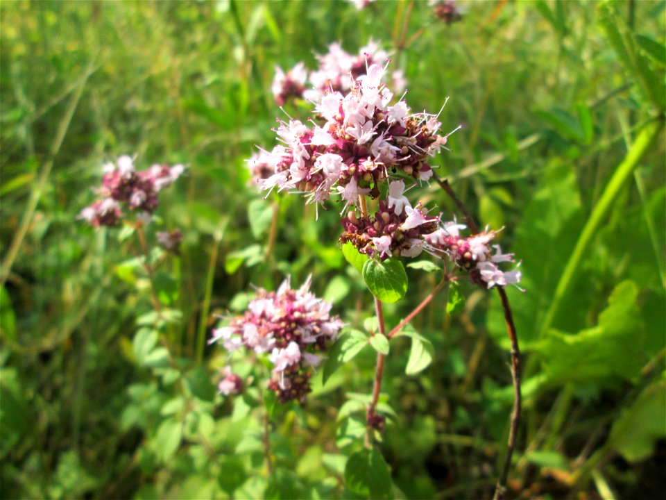 Oregano (Origanum vulgare) im Bürgerpark Saarbrücken
