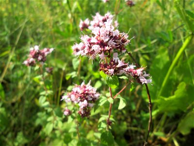 Oregano (Origanum vulgare) im Bürgerpark Saarbrücken