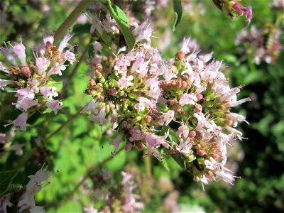 Oregano (Origanum vulgare) am Osthafen in Saarbrücken