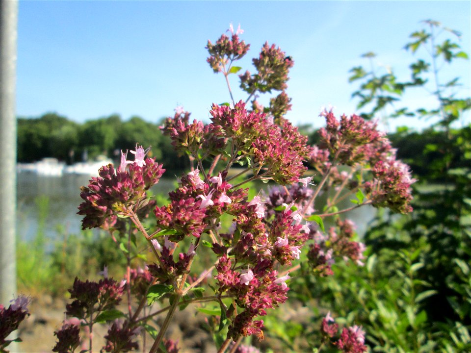 Oregano (Origanum vulgare) am Osthafen in Saarbrücken