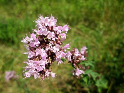 Oregano (Origanum vulgare) im Naturschutzgebiet „St. Arnualer Wiesen“