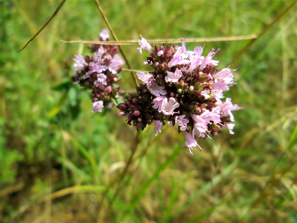 Oregano (Origanum vulgare) im Naturschutzgebiet „St. Arnualer Wiesen“