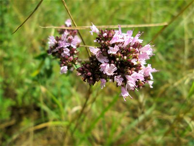 Oregano (Origanum vulgare) im Naturschutzgebiet „St. Arnualer Wiesen“