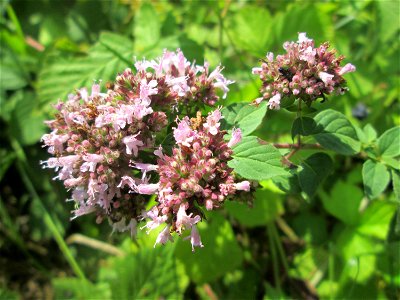 Oregano (Origanum vulgare) im Naturschutzgebiet "St. Arnualer Wiesen"