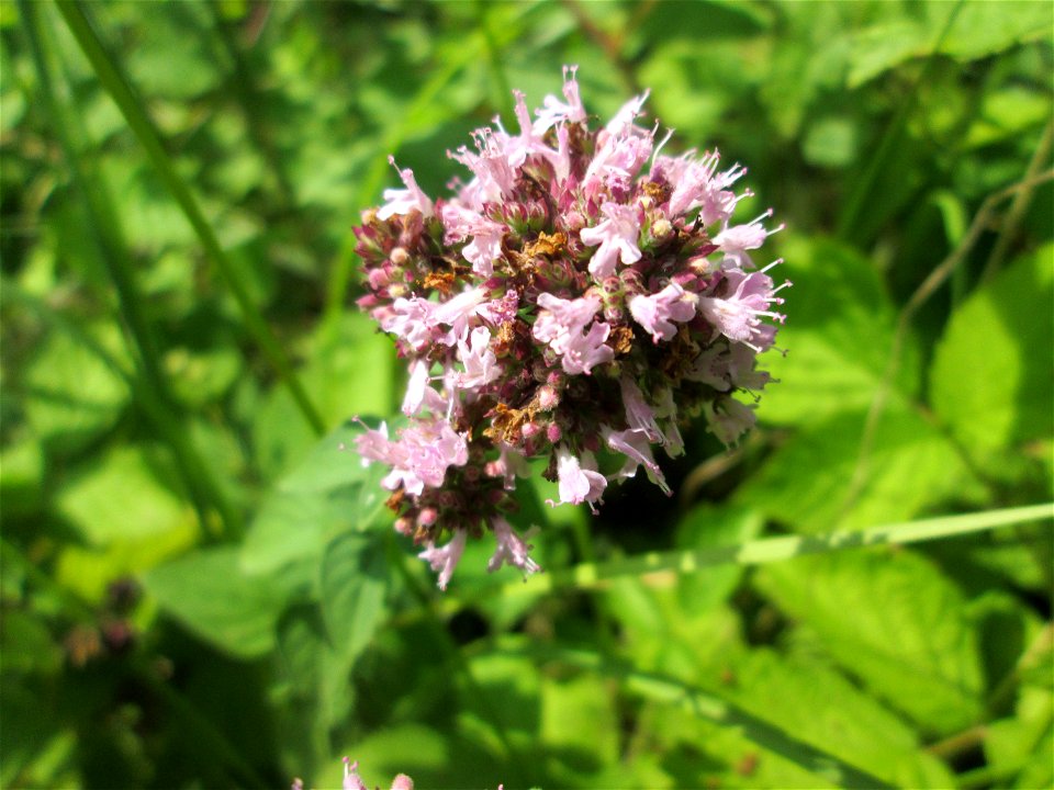 Oregano (Origanum vulgare) im Naturschutzgebiet "St. Arnualer Wiesen"